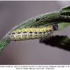 carch lavatherae larva5b
